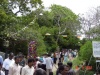 Anuratabura011.JPG